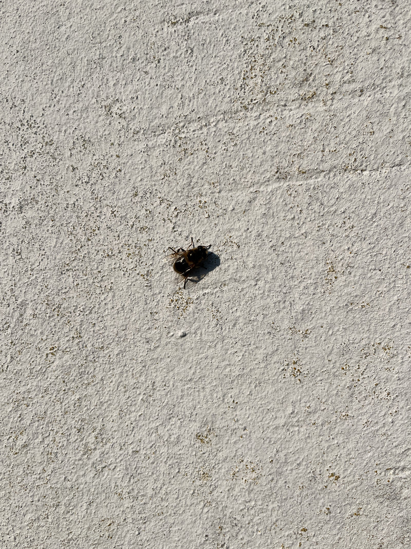 Un éristale tenace est posé sur un mur crépi clair et texturé. L'insecte est bien visible.