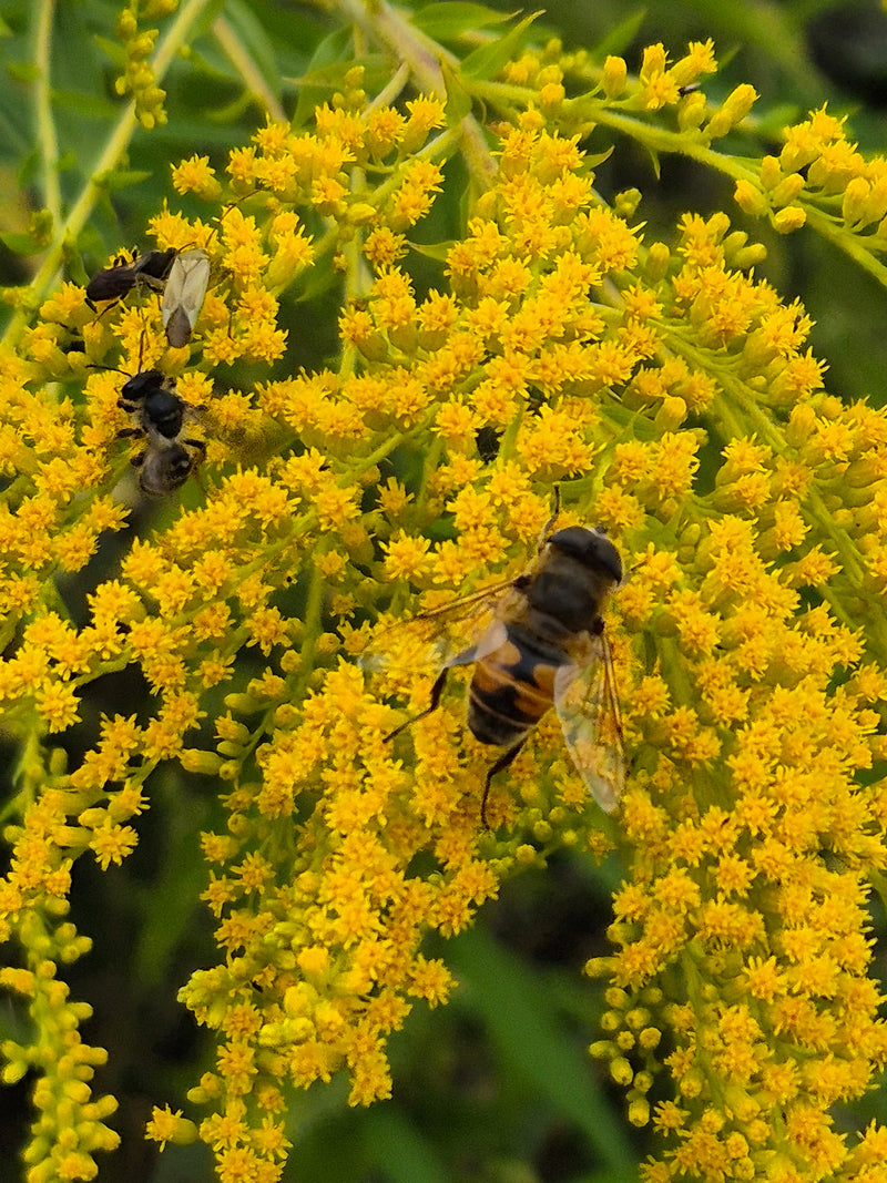 Un Éristale tenace est posé sur une fleur jaune de solidago. La photo montre l'insecte vu du dessus sur les fleurs.
