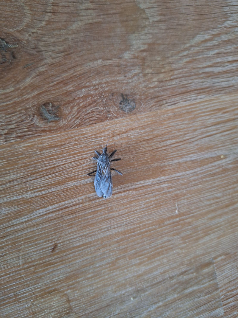 Bug d'assassin commun — Bild 1