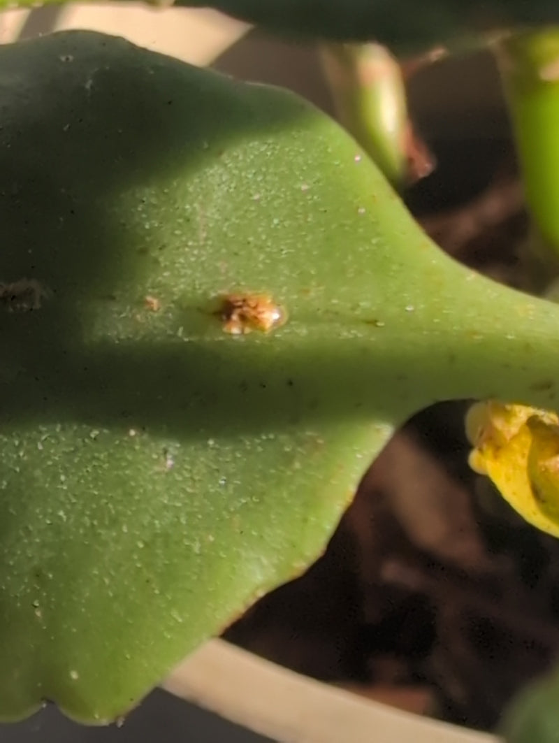 Cochenille orange — Bild 1