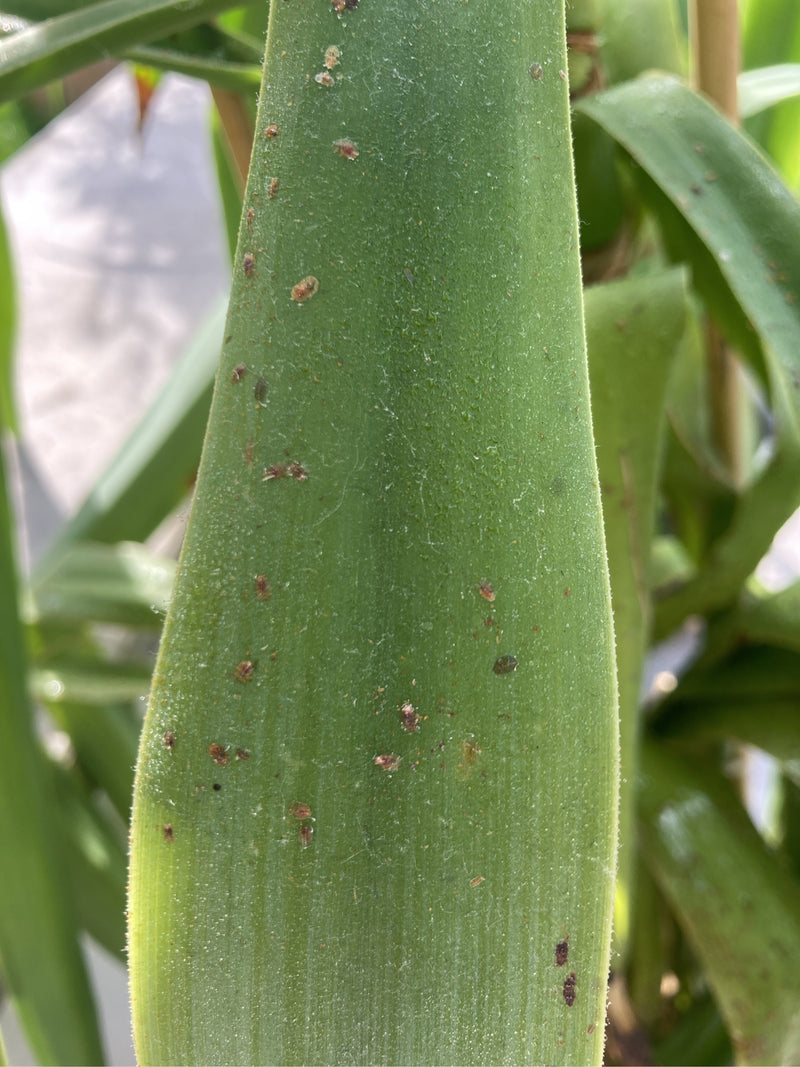 De nombreuses petites cochenilles molles se trouvent sur la partie supérieure d'une feuille verte. Les insectes sont immobiles sur le matériel végétal.