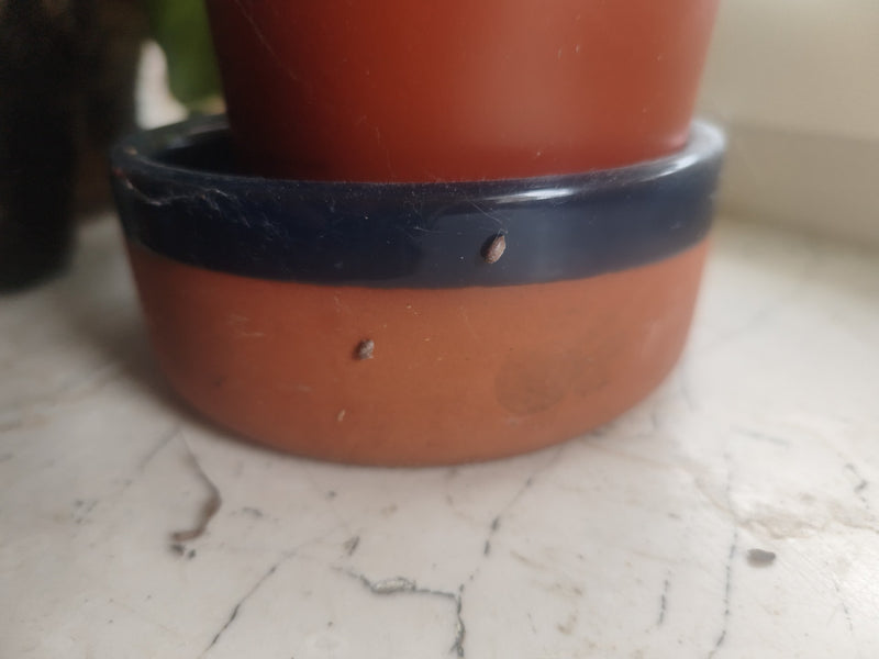 Deux petits cochenilles sont posées sur le bord d'un pot de fleurs en terre cuite. L'arrière-plan est une surface claire.