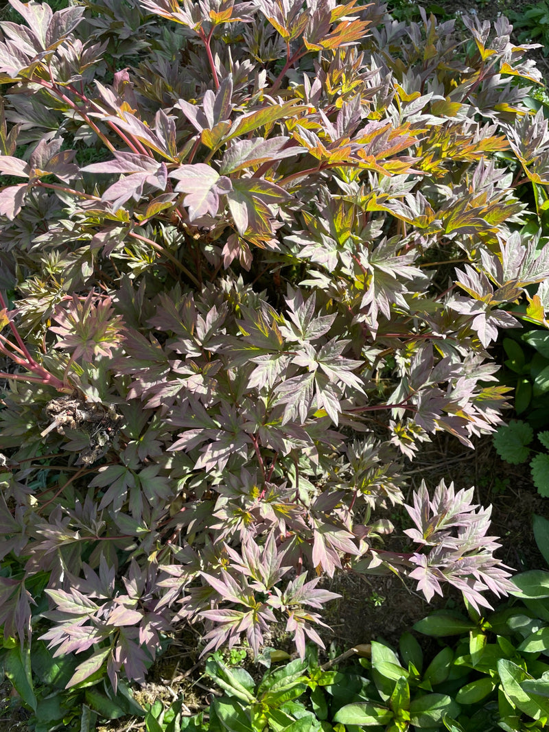 Pivoine commune — Bild 1