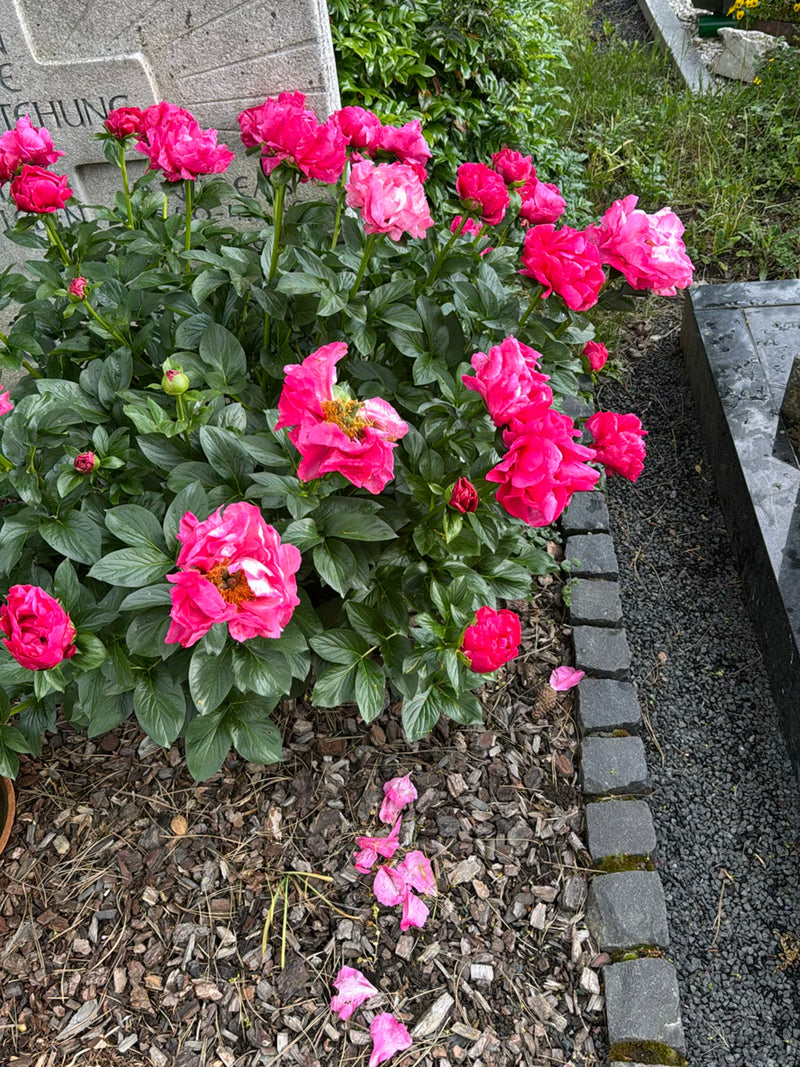 On aperçoit un buisson luxuriant de pivoine officinale aux nombreuses fleurs rose vif. La plante pousse dans un parterre de copeaux de bois à côté d'une bord...