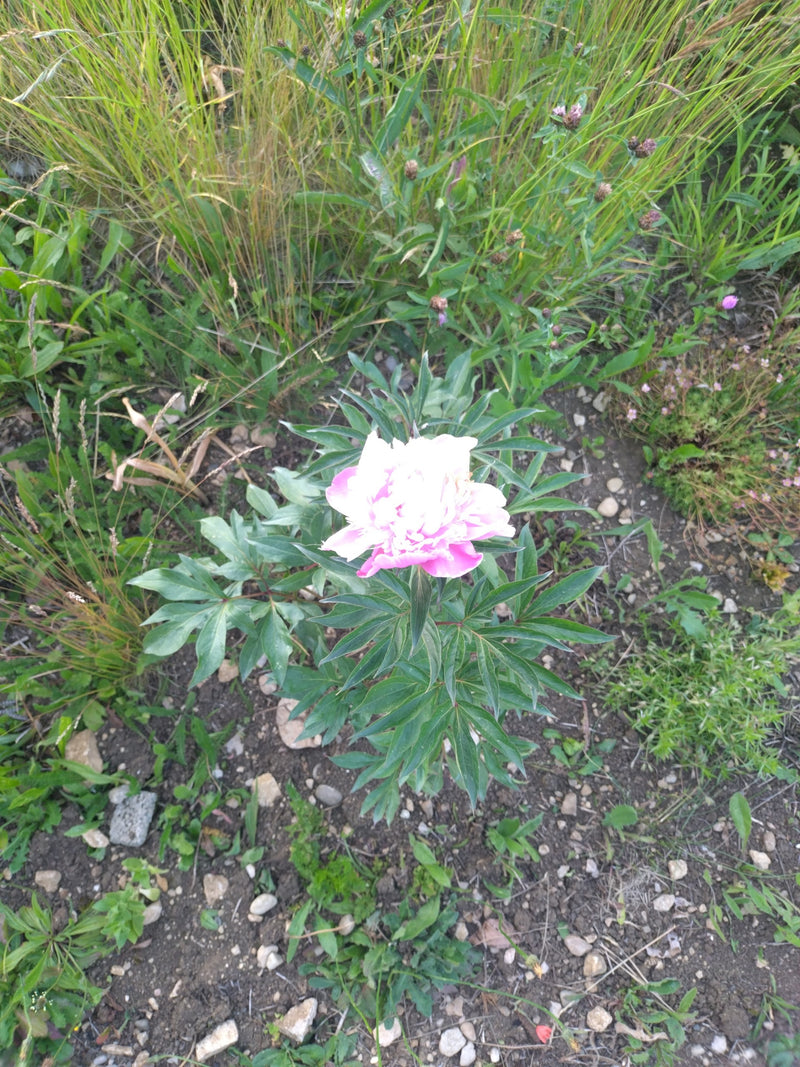 On peut voir une pivoine officinale avec une fleur rose clair et des feuilles vert foncé découpées. La plante pousse sur un sol nu au milieu de l'herbe et de...