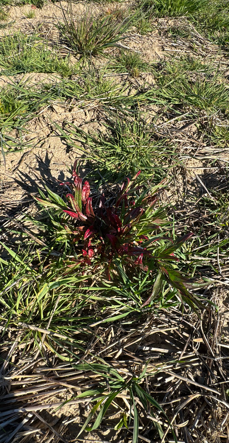 On y voit la jeune pousse d'une pivoine officinale aux feuilles roussâtres. La plante pousse sur un sol sec couvert de restes d'herbe.