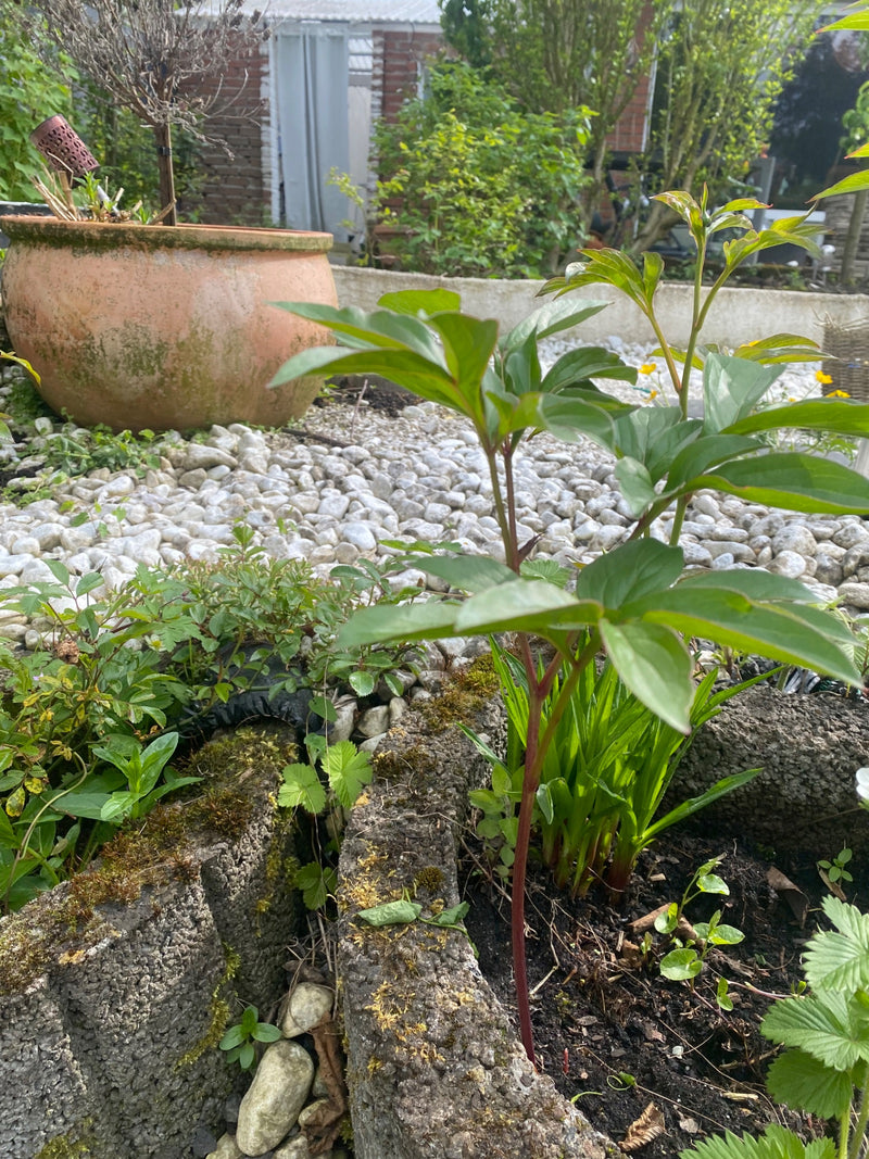 L'image montre une jeune pivoine officinale avec un feuillage vert et des tiges rougeâtres. Elle pousse dans un parterre de jardin entouré de terre, de mouss...