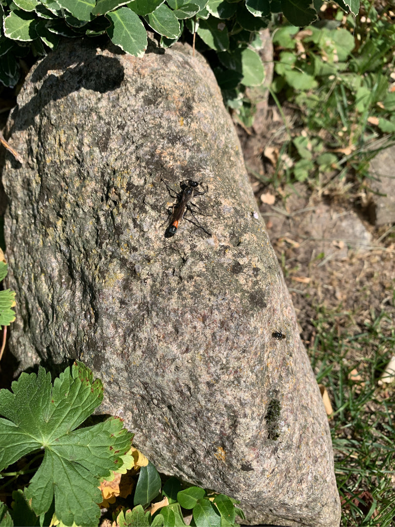 Guêpe des sables commune — photo 3 sur 17