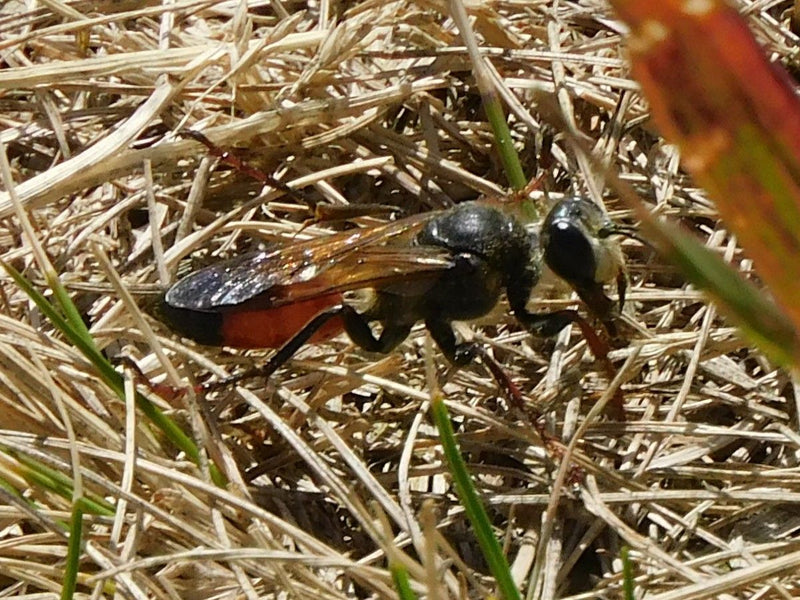Guêpe des sables commune — photo 2 sur 17