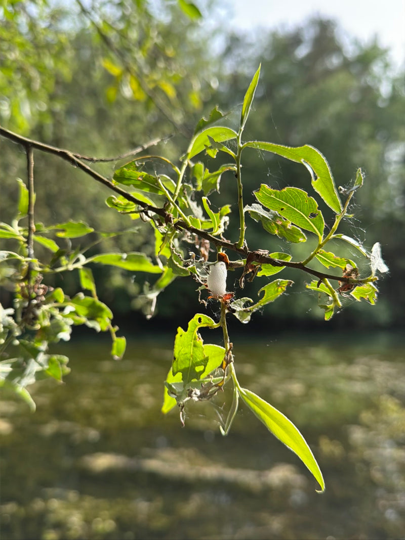 Sur une branche verte se trouve une masse de mousse blanche typique protégeant la larve du cercope des prés. L'arrière-plan montre un plan d'eau flou.