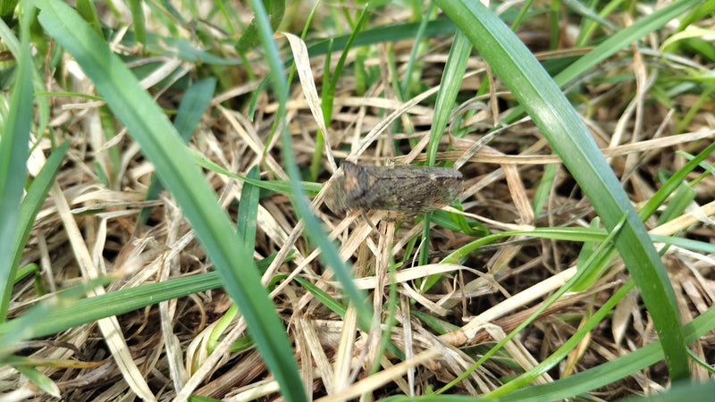 Une cercope des prés est posée sur de l'herbe sèche et des tiges. L'insecte est bien visible.