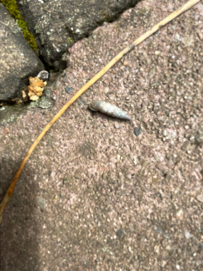 Escargot commun — Bild 1