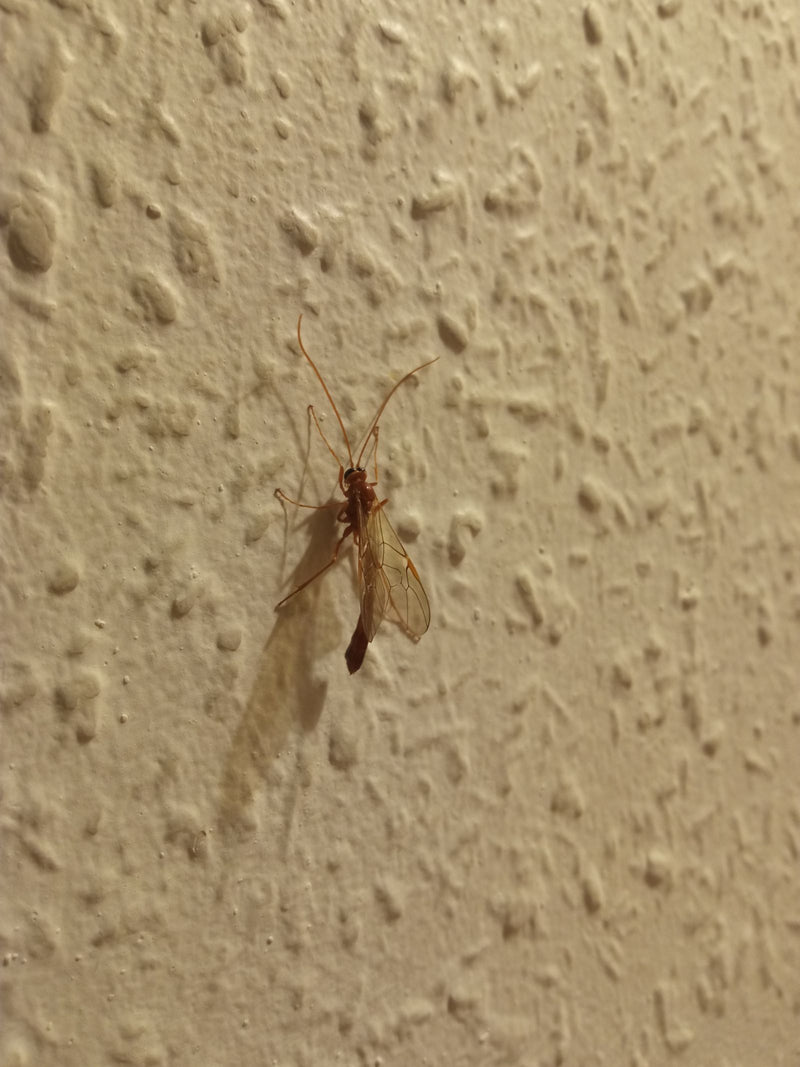 Guêpe parasite commune — Bild 1