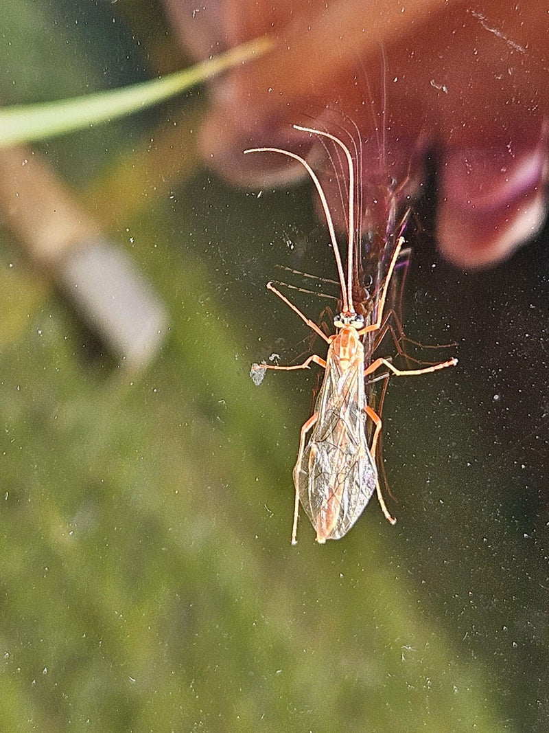Un ichneumon jaune (Ophion luteus) est posé sur une vitre, laissant voir ses longues antennes et ses pattes.