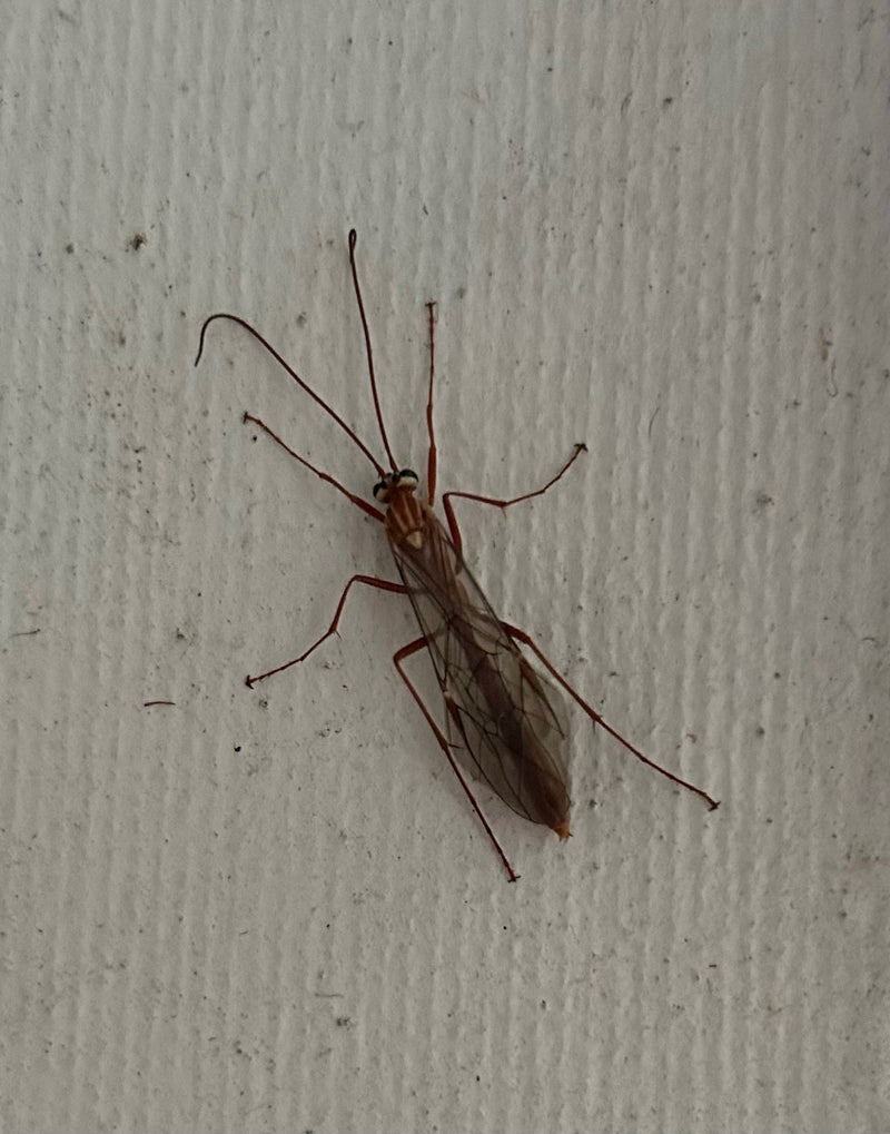 Un ophion jaune repose immobile sur un mur clair, dévoilant ses longues antennes et pattes.
