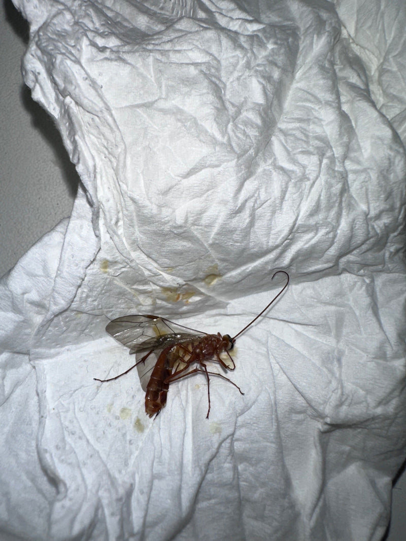 Un ichneumon de couleur ambrée repose sur un essuie-tout froissé, les ailes déployées et de longues antennes.