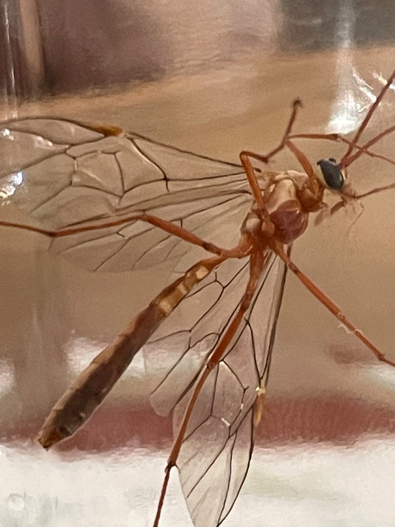 Guêpe parasite commune — photo 2 sur 11