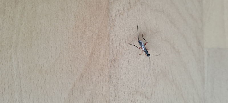 Guêpe parasite commune — Bild 1