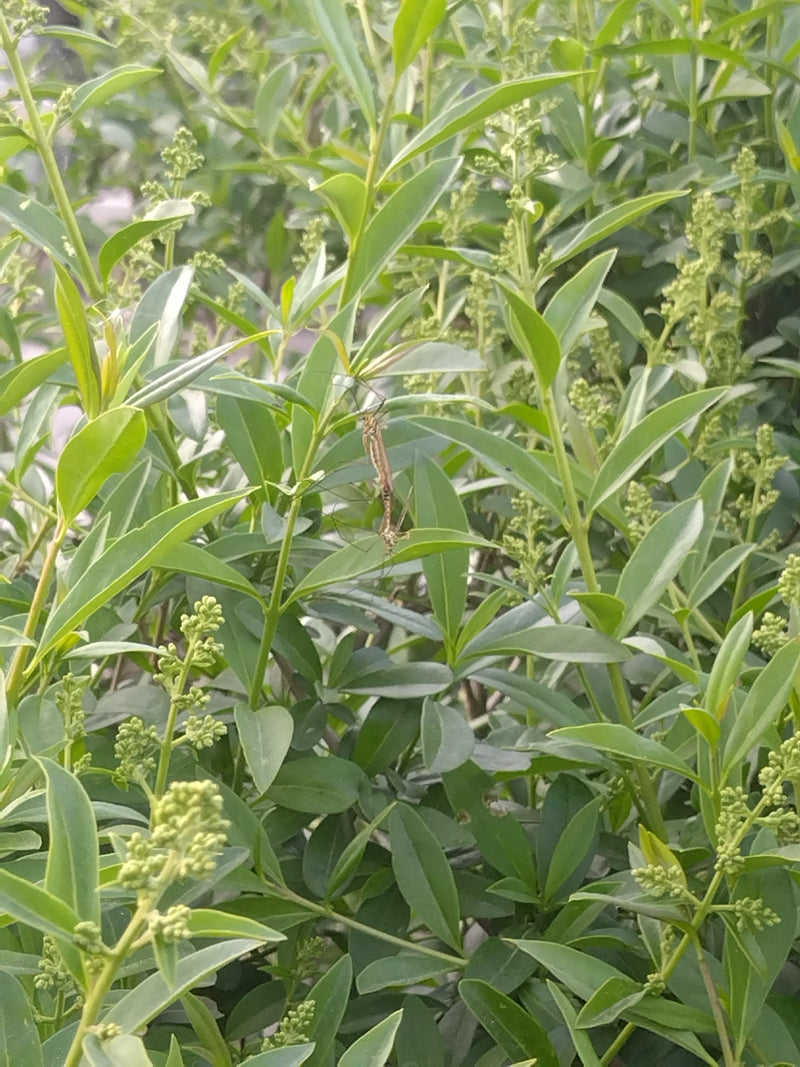 Deux tipules potagères s'accouplent sur les feuilles vertes d'une plante.