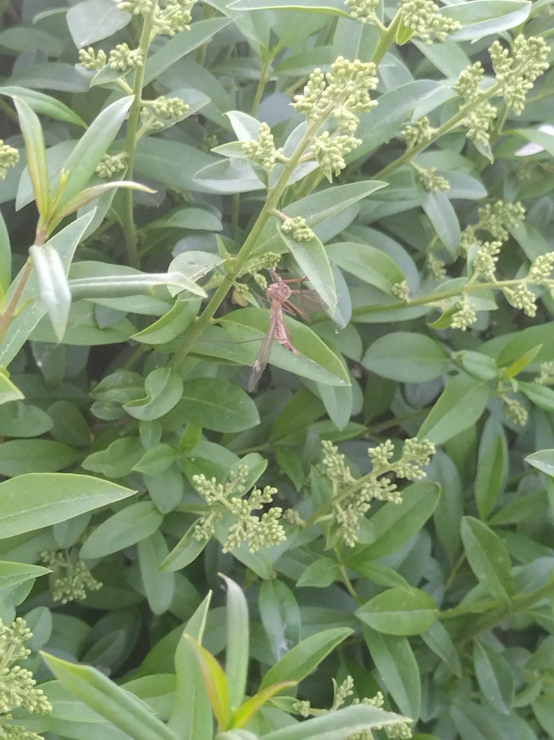 Un tipule adulte est posé sur les feuilles et les bourgeons d'une plante verte.