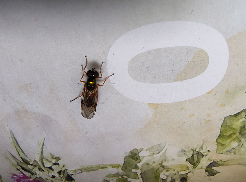 Un syrphe commun repose sur une surface claire et à motifs. L'insecte est bien visible et montre ses caractéristiques corporelles.