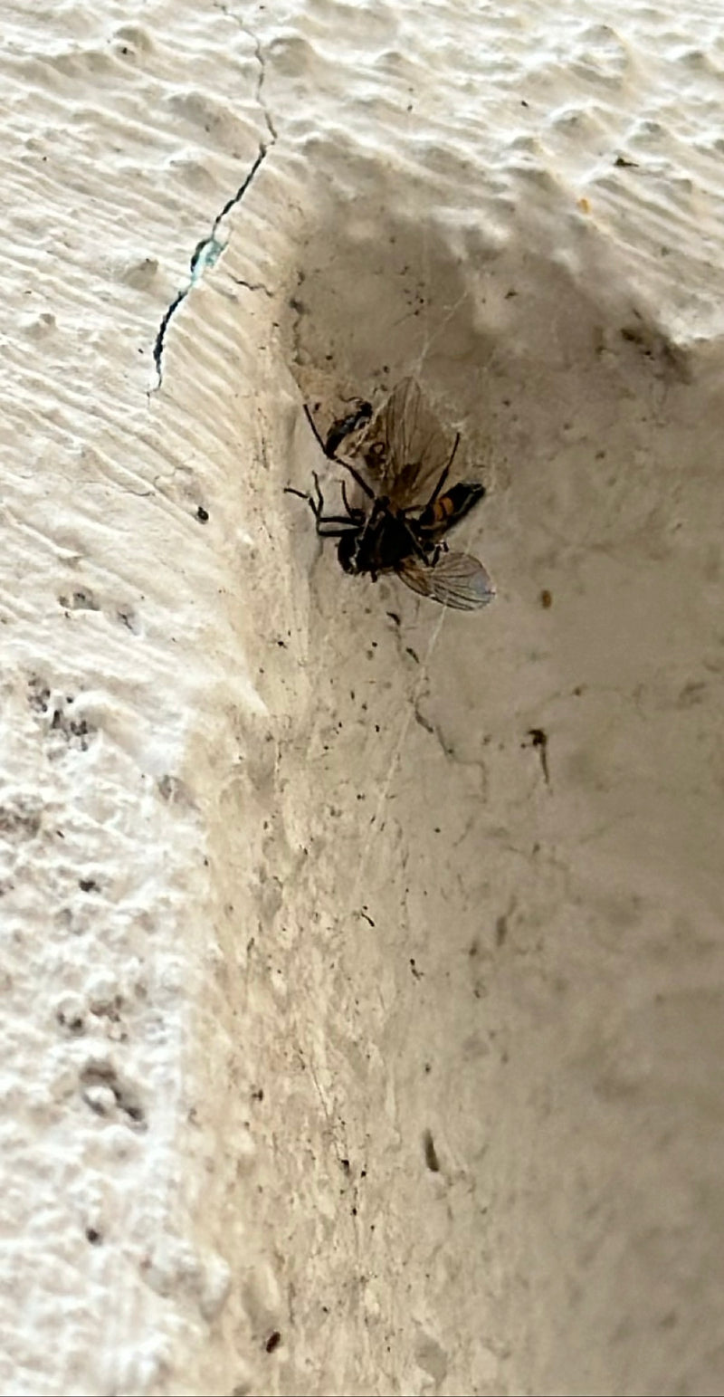 Hoverfly commun — Bild 1