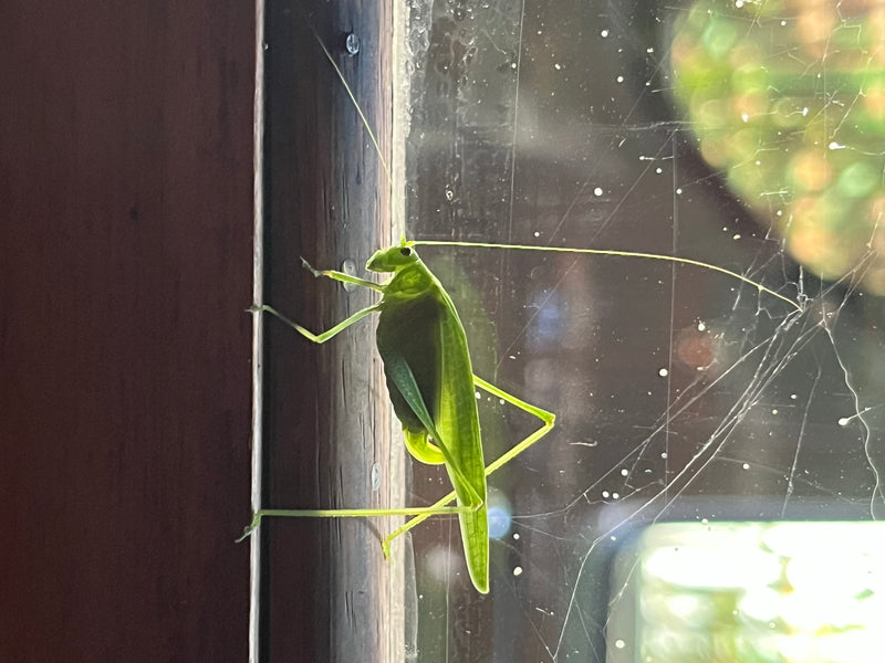 Insecte à queue faucille commune — Bild 1