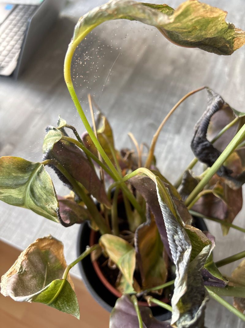 L'image montre de nombreux tétranyques tisserands et de fines toiles sur les tiges d'une plante en pot d'intérieur fortement endommagée.