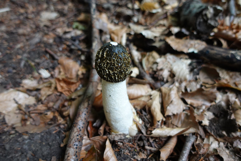 Un carpophore dressé de satyre puant pousse parmi les feuilles mortes sur le sol forestier.