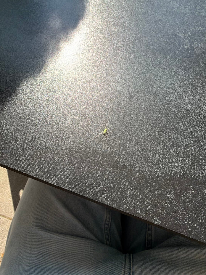 Insecte arbustif commun (nymphe) — Bild 1