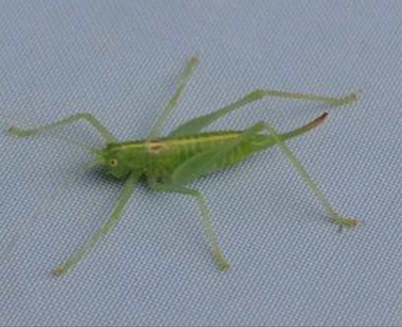Une nymphe verte de la phaneroptère puncticulée est posée sur un fond gris. Le jeune insecte est clairement visible en gros plan.