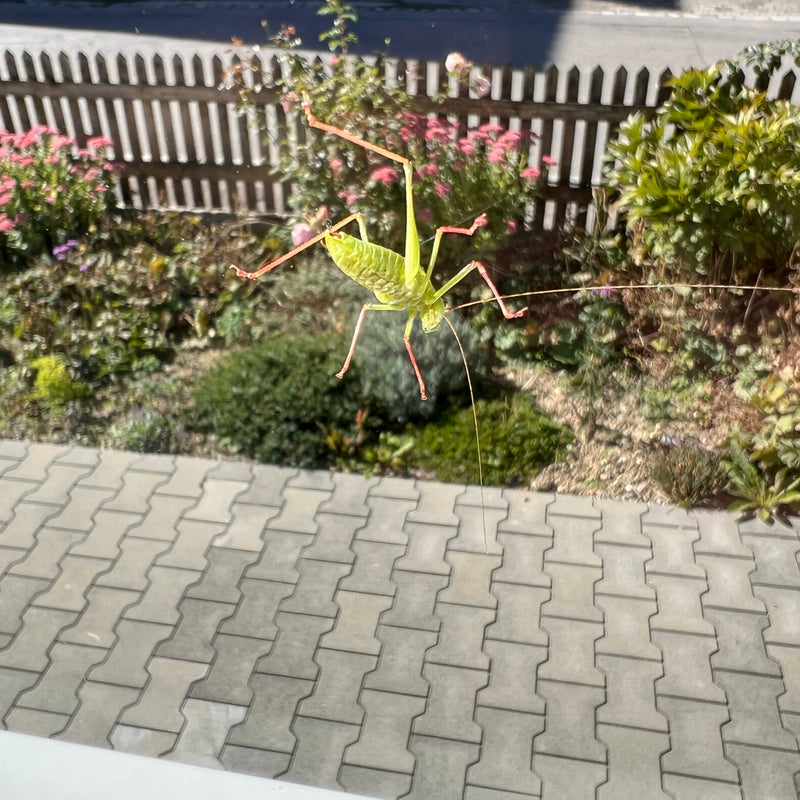 Une nymphe de la sauterelle ponctuée est posée sur une vitre devant un jardin.