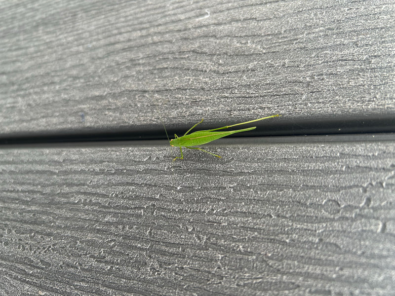 Une nymphe verte de la phaneroptère puncticulée est assise sur une surface en bois ou un mur texturé. L'insecte est bien visible et immobile sur le support.