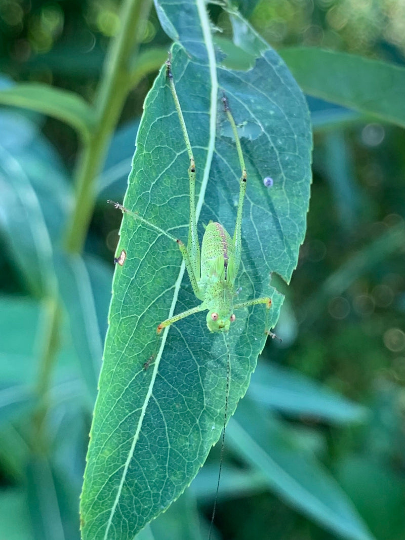 Une nymphe verte de la phaneroptère ponctuée est assise sur une feuille verte. Elle est clairement visible avec ses longues antenne et ses pattes.