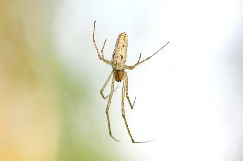 Araignée civière commune — Bild 1