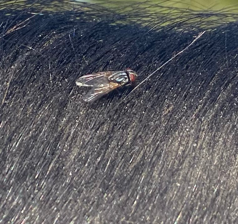 Une mouche domestique repose sur la fourrure sombre et dense d'un animal.