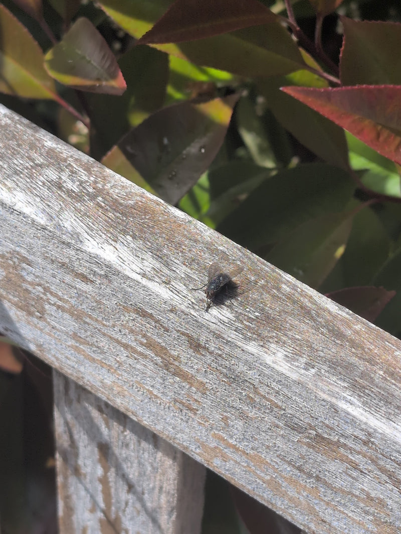 Une mouche domestique est assise sur une poutre en bois altérée. Des feuilles vertes sont visibles en arrière-plan.