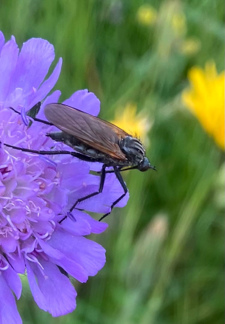 Mouche dansante commune — Bild 2