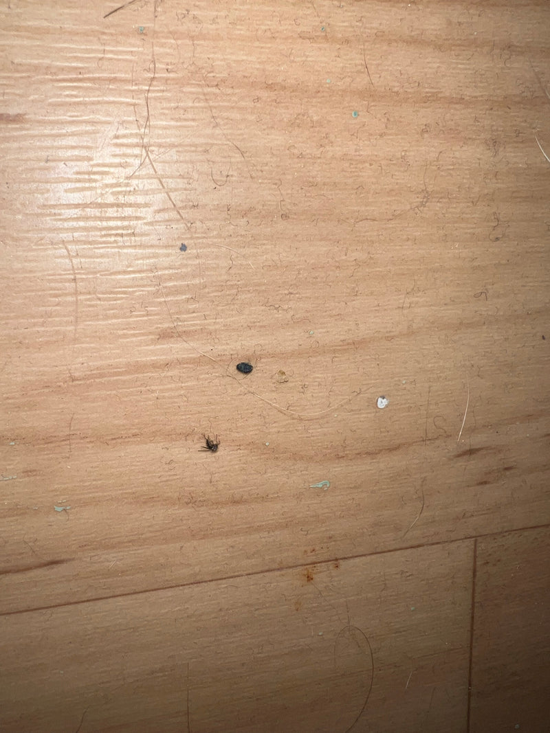 Un petit moucheron des terreaux est posé sur un sol couleur bois. L'insecte apparaît très petit.