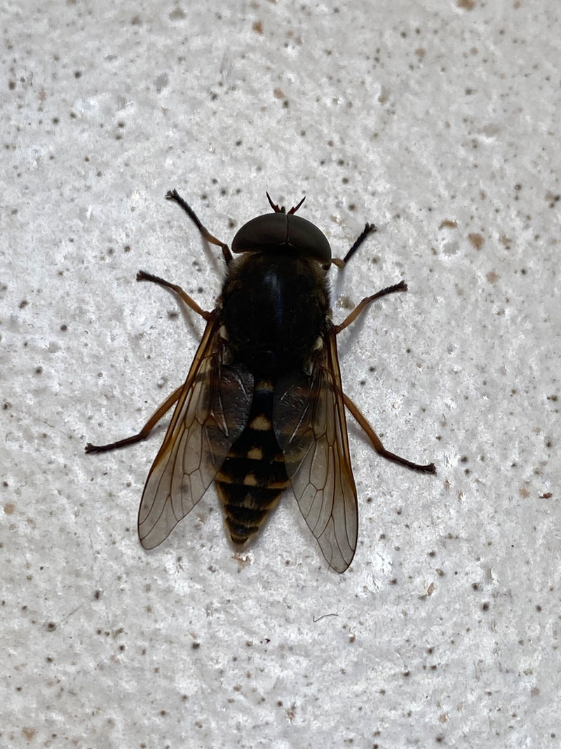 L'image montre un taon commun vu du dessus sur une surface claire et légèrement tachetée. L'insecte se repose clairement avec ses ailes déployées.