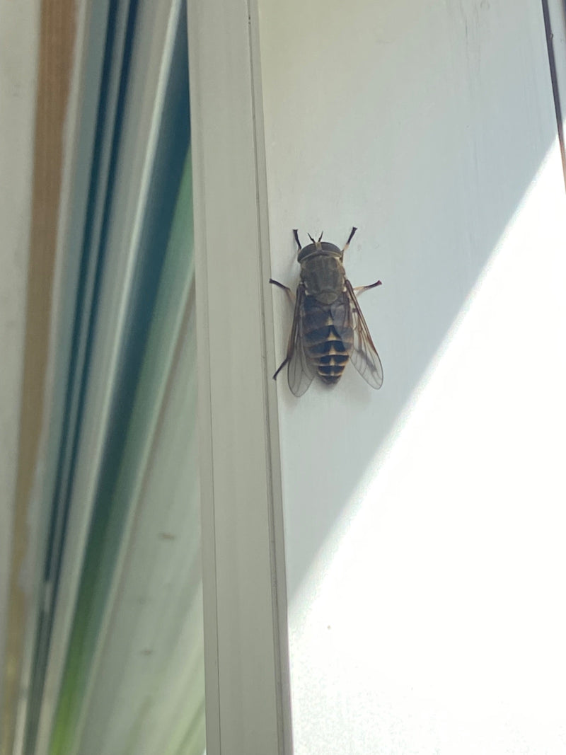 L'image montre un taon commun posé sur un cadre de fenêtre clair. L'insecte est photographié du dessus et présente son motif caractéristique sur les ailes et...