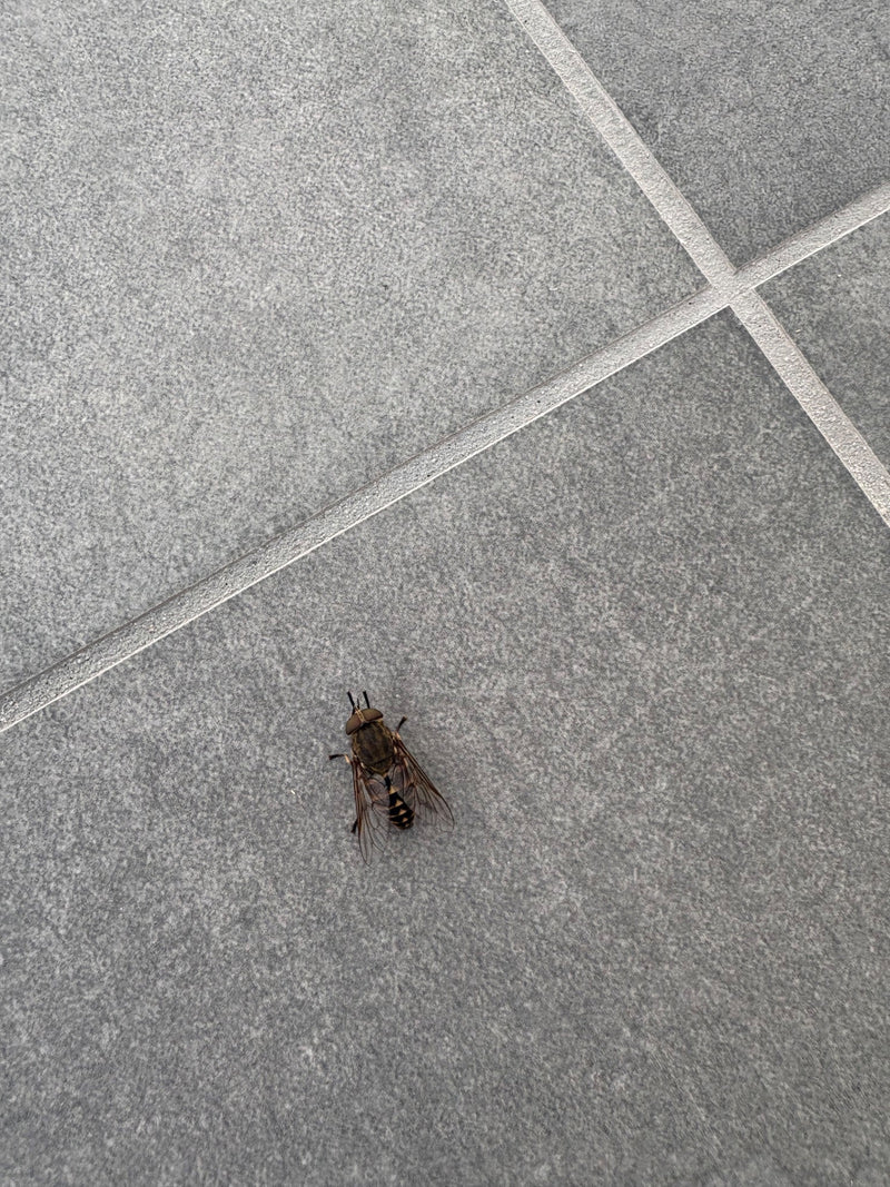 Un taon commun est posé sur des dalles de pierre grise. L'insecte est immobile sur le sol.
