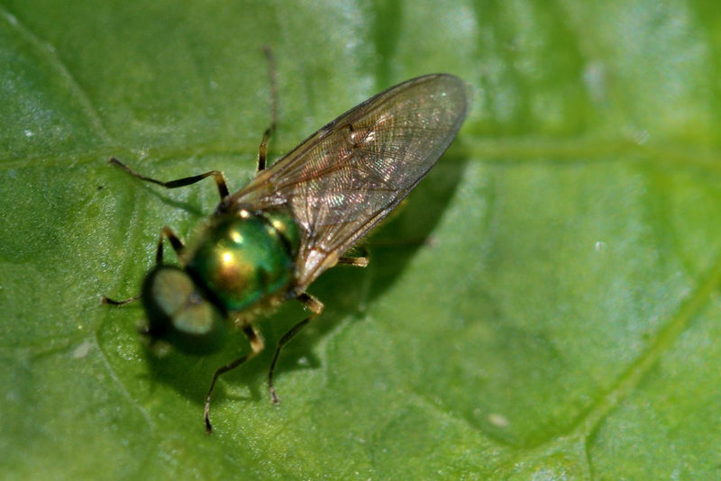 Mouche à canon commune — Bild 1