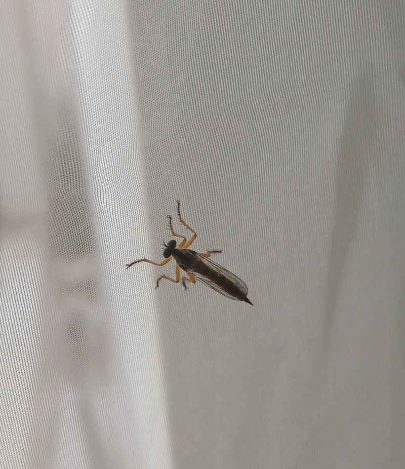 Mouche voleuse de forêt commune — Bild 1