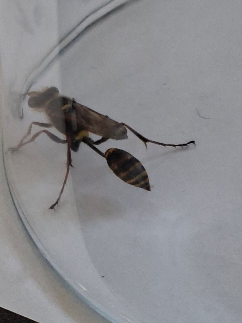 Hoverfly forestier commun — Bild 1