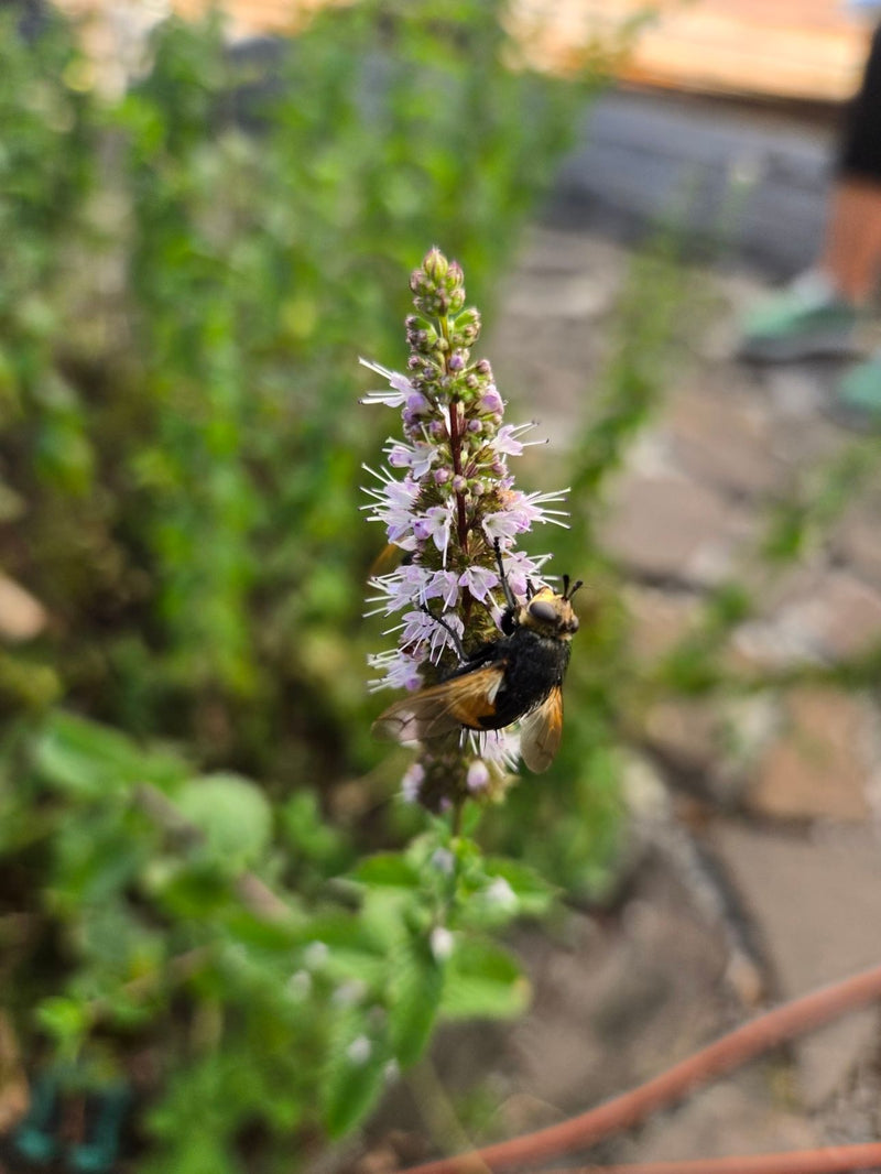 Hoverfly forestier commun — photo 2 sur 3