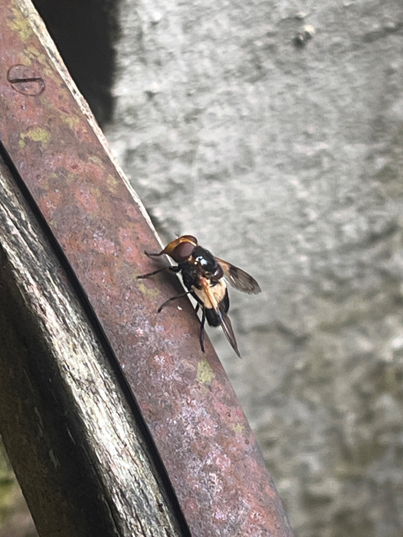 Hoverfly forestier commun — photo 1 sur 3