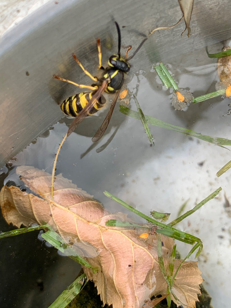 Une guêpe commune est assise au bord d'un bassin d'eau près de feuilles et d'herbes flottantes. L'insecte est bien visible et présente des marques noires et ...