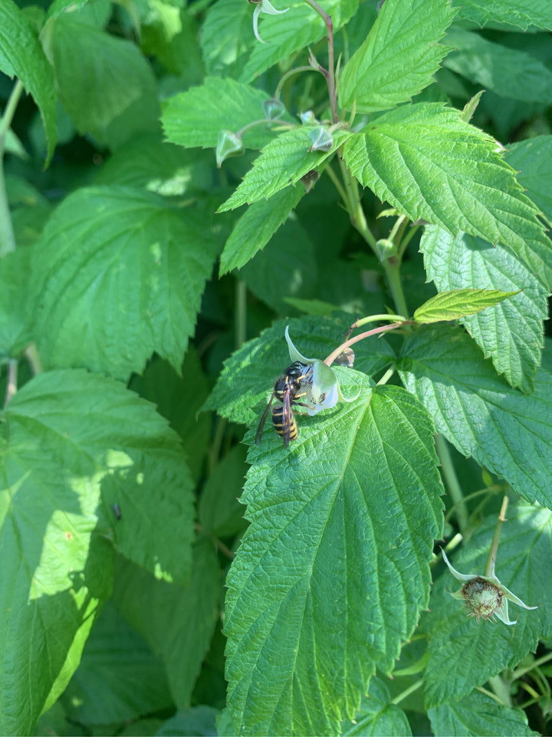 Une guêpe commune est assise sur une feuille verte au milieu de plantes. Elle se repose tranquillement sur la surface supérieure de la feuille.