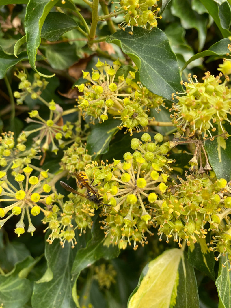 Une guêpe commune se nourrit sur les inflorescences jaunâtres d'un lierre.